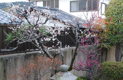 植栽